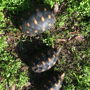 Gibby, Bump and Pumpkin