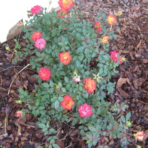 Sharing My Rose Blossoms