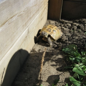 Stevie Playing Outside