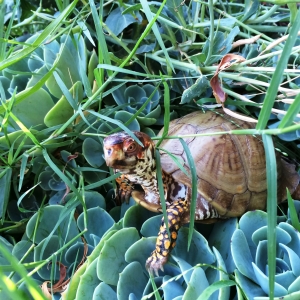 3-toed Boxie Rescues