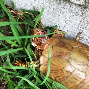 3-toed Boxie Rescues