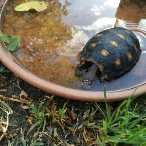 Hot and thirsty in summer.