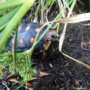 I like my new outdoor pen!