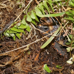 Baby Gibby - moss and ferns nest in summer.