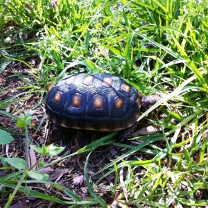 Gibby lawn mower