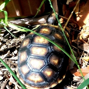 I love Gibby's "golden phase" when he was a little baby!