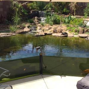 The trutle area from the lower patio