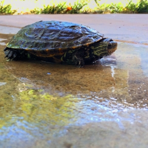 Sahir...my Balkan terrapin