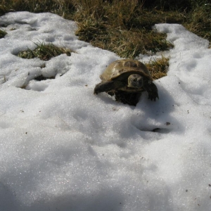 Stevie's First Snow Investigation!