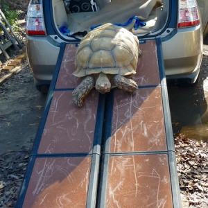Tortoise Ramp