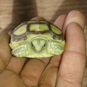 Baby Sulcata