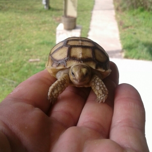 Baby Sulcata