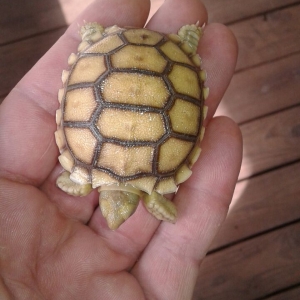 Baby Sulcata