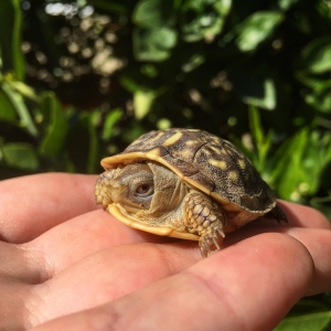 Ornate Hatchling