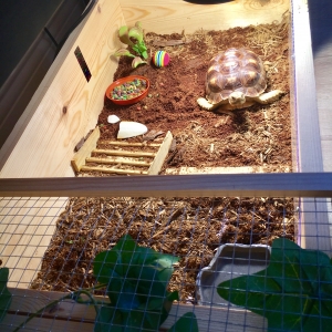Thor's temporary indoor home:)