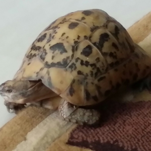 My sick tortoise