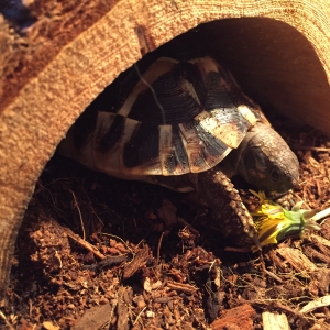 lil' Tort