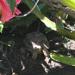 Thor is so content she's constantly playing in the mud