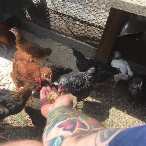 Chickens