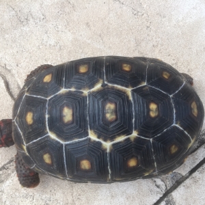 Marbling on carapace