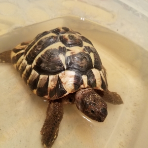 Ari enjoying a soak