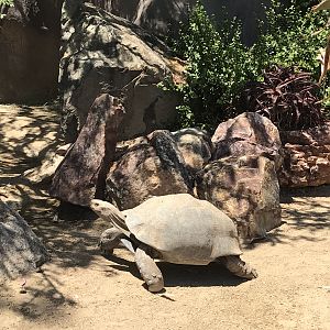 Male leopard tortoise at the San Diego Zoo