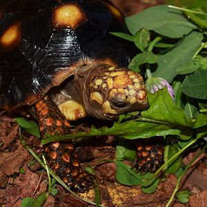 Red foot eating