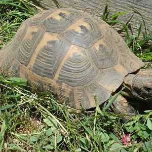 Big female Northern Ibera Greek