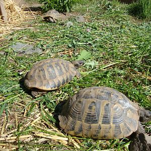 Meal time in the Eastern's enclosure