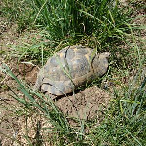 Northern Ibera Greek nesting