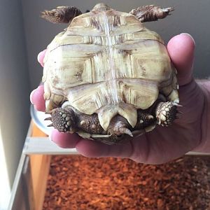 Sulcata