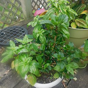 small hibiscus with surprise side of basil