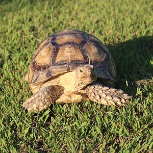 Stomper in the Sun