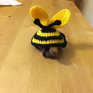 Bumble Bee