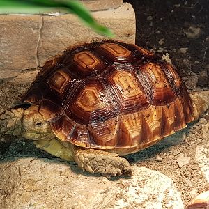 Picur.My favorite sulcata