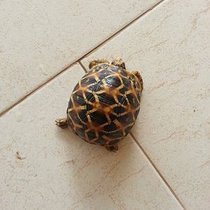 tortoise