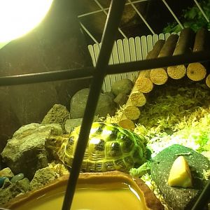 My homemade enclosure for my Russian tortoise