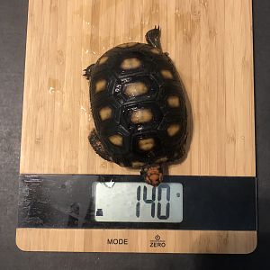 Weight on 2-5-18