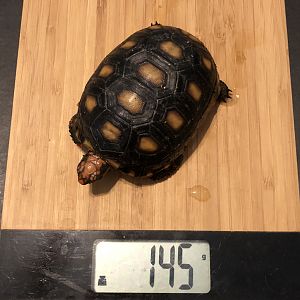 Weight on 2-22-18 (Spike)