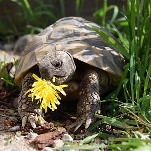 Afrodite eating dandelion.