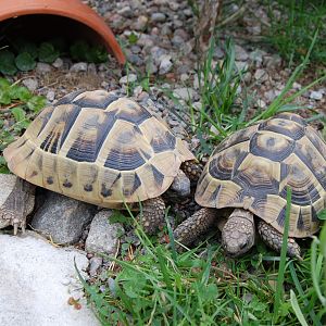 Alexa and Astra in the outdoor enclosure