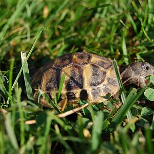 Hatchling eating clover and grass