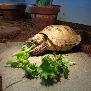 Stevie Enjoys an Endive Treat