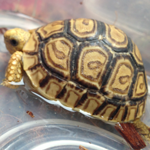 My 4 month old babcocki leopard tortoise