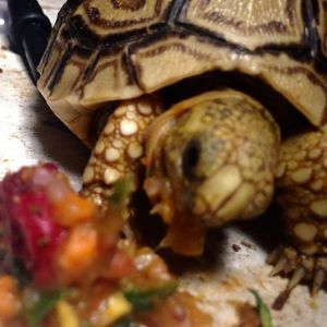 My hangry tortoise
