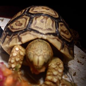 Hangry tortoise