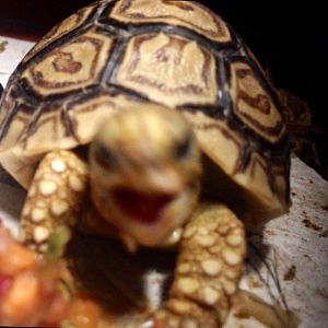 RAwr hangry tortoise