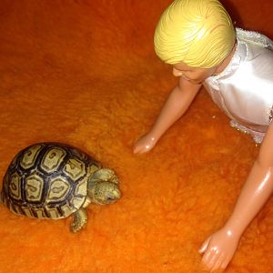 Ken vs adorable leopard tortoise