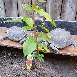 Turtle the Desert Tortoise