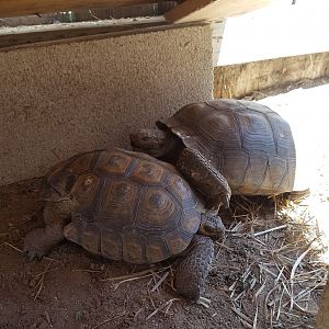 Turtle the Desert Tortoise